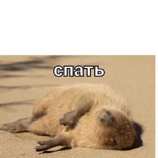 🥱 emoji капи Telegram sticker 11 of 41