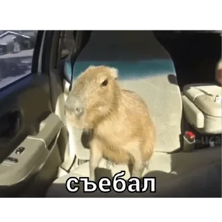 😤 emoji капи Telegram sticker 20 of 41