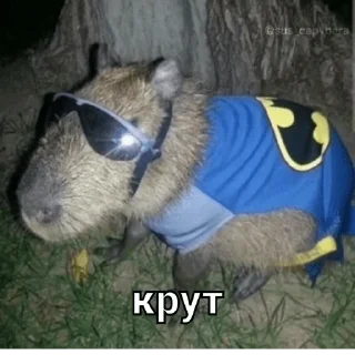 😎 emoji капи Telegram sticker 16 of 41