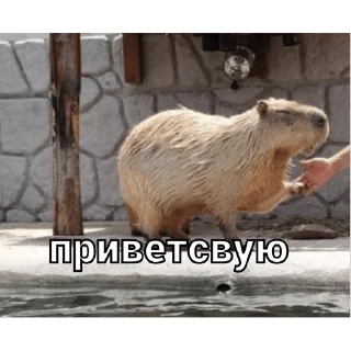 Sticker from капи