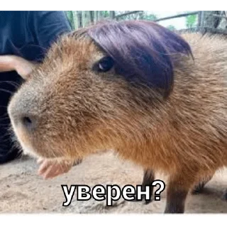 🤔 emoji капи Telegram sticker 19 of 41