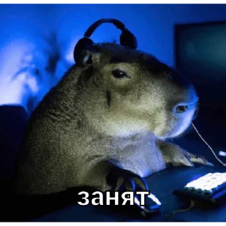 🤓 emoji капи Telegram sticker 5 of 41