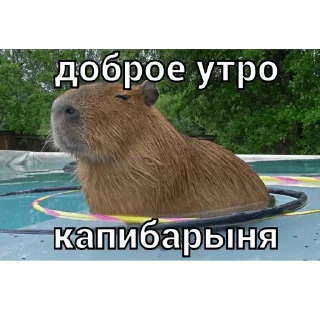 ☀️ emoji капи Telegram sticker 23 of 41
