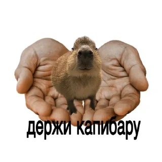 Sticker from капи