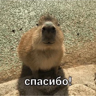 ☺️ emoji капи Telegram sticker 14 of 41