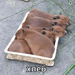 🍞 emoji капи Telegram sticker 8 of 41