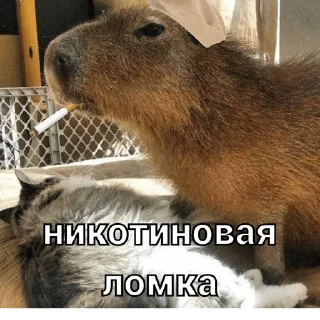 🚬 emoji капи Telegram sticker 21 of 41