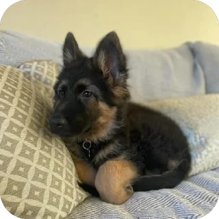 Sticker from german shepherd