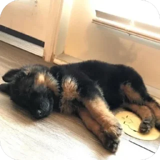 Sticker from german shepherd
