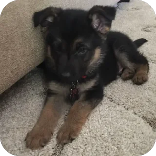 Sticker from german shepherd