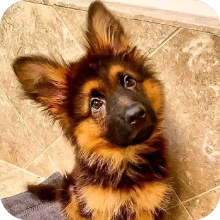 Sticker from german shepherd
