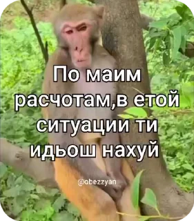🌟 emoji 🐵obezanki bibizanki 🐵 Telegram sticker 4 of 34