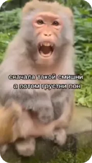 🌟 emoji 🐵obezanki bibizanki 🐵 Telegram sticker 22 of 34