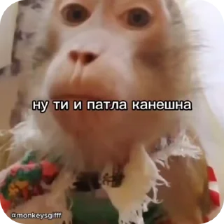 🐵 emoji 🐵obezanki bibizanki 🐵 Telegram sticker 10 of 34