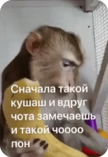 🌟 emoji 🐵obezanki bibizanki 🐵 Telegram sticker 20 of 34