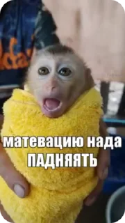 🌟 emoji 🐵obezanki bibizanki 🐵 Telegram sticker 19 of 34