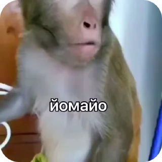 🐵 emoji 🐵obezanki bibizanki 🐵 Telegram sticker 17 of 34