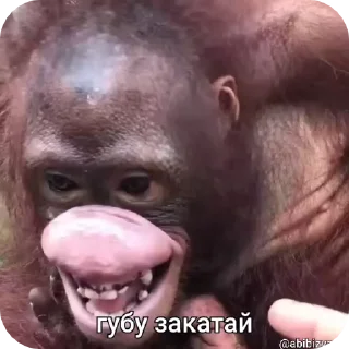 🐵 emoji 🐵obezanki bibizanki 🐵 Telegram sticker 11 of 34