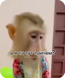 🤨 emoji 🐵obezanki bibizanki 🐵 Telegram sticker 14 of 34