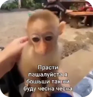 😥 emoji 🐵obezanki bibizanki 🐵 Telegram sticker 8 of 34