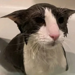 🌟 emoji silly wet cat Telegram sticker 7 of 14