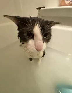 silly wet cat sticker 1