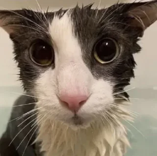 silly wet cat sticker 4
