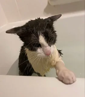 silly wet cat sticker 2