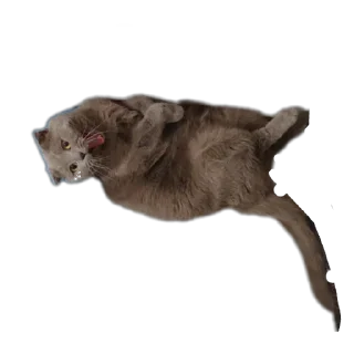 Sticker from StikerKit