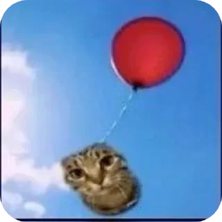 🐱 emoji Марьям моя жена Telegram sticker 7 of 46