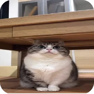 👎 emoji Марьям моя жена Telegram sticker 10 of 46