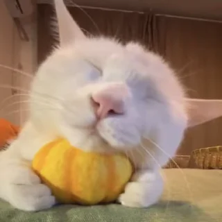 🍊 emoji zhuangzhuang Telegram sticker 5 of 14