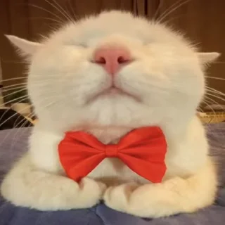 👔 emoji zhuangzhuang Telegram sticker 9 of 14
