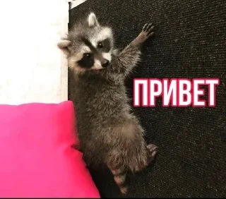 Sticker from Еношки Бумбошки