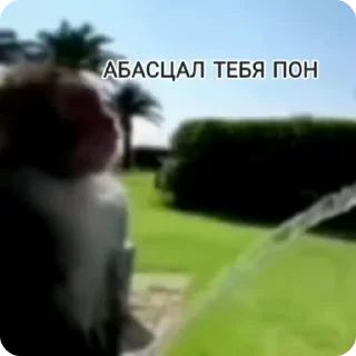 Sticker from Monkey пон