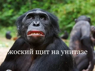 Sticker from саша бибизян