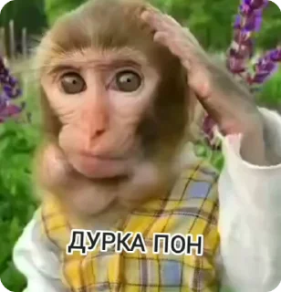 Sticker from Monkey пон