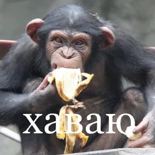 Sticker from саша бибизян