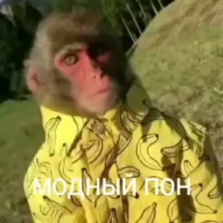 Sticker from Monkey пон