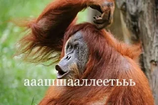 Sticker from саша бибизян