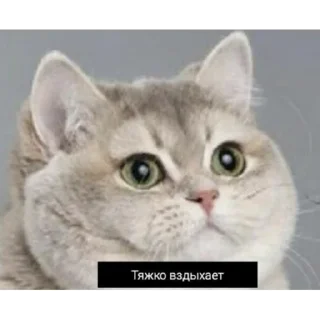😒 emoji Лучшое Telegram sticker 5 of 78