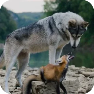 😘 emoji Волк•Лисёнок :: @WolfMyFox Telegram sticker 19 of 78