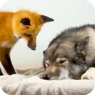 😔 emoji Волк•Лисёнок :: @WolfMyFox Telegram sticker 22 of 78