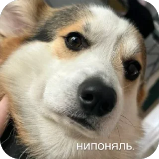 🫥 emoji барон фон де гарри@hjkufhi Telegram sticker 22 of 54