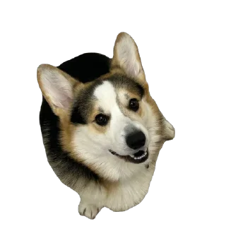 🫥 emoji барон фон де гарри@hjkufhi Telegram sticker 1 of 54