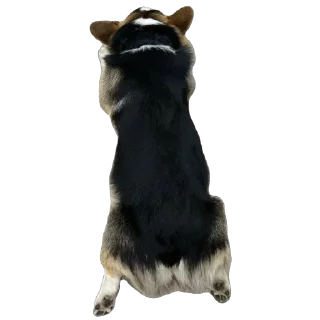 🫥 emoji барон фон де гарри@hjkufhi Telegram sticker 17 of 54