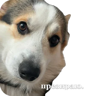 🫥 emoji барон фон де гарри@hjkufhi Telegram sticker 21 of 54