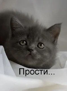 🥺 emoji Милота Telegram sticker 15 of 35