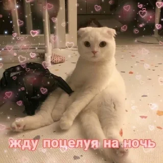 ❤ emoji Милота Telegram sticker 22 of 35