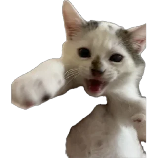 Sticker from Pickles